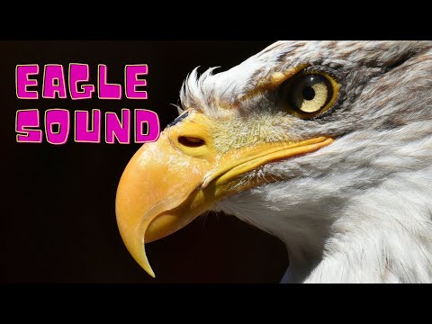 Eagle screech sound | Eagle sound to scare birds