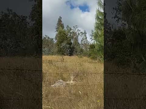 Venado Cola blanca municipio de Toca Boyaca