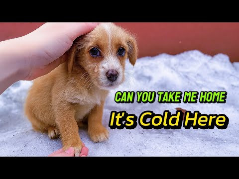 Abandoned Puppy Gazed At Me With Tearful Eyes, Begging For Help 
