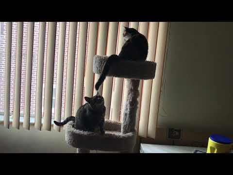 Thora & Cali aggressive play