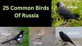 Download lagu 25 Common Birds of Russia mp3