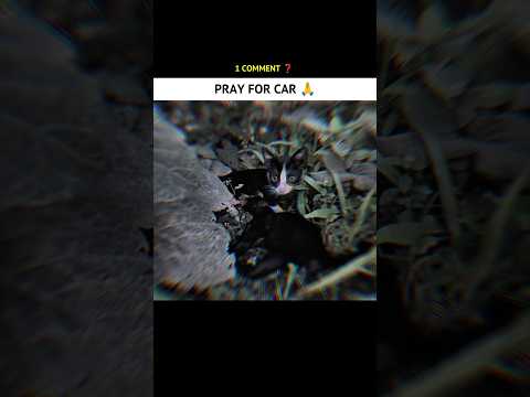 😭 PRAY FOR CAT 🙏#cat #ride #imotional #shorts