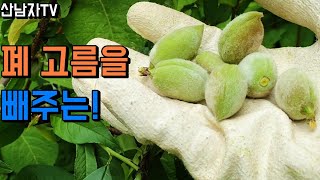 이것을 먹고 폐암을 완치 했다고?! 기침 가래 천식 폐농양 폐암 기관지에 좋은 개복숭아 돌복숭아 개복숭아효소…