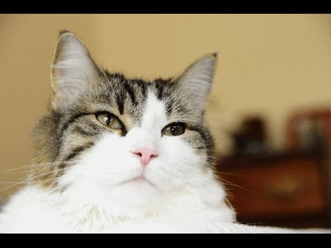 Oscar, the Nursing Home Cat Who Can Sense Death Coming