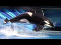 Orca Encounter Full Show SeaWorld Orlando November 23 2021