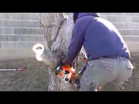 3 Cut Method to Removing Large Tree Branches