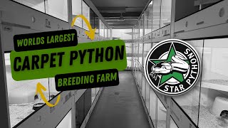 StarPythons Facility Tour 2025 - Inside the worlds largest CARPET PYTHON breeding farm