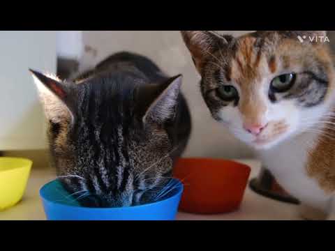 baby Cats Kute and Funny Cat Videos Compilation #8 l Izhaan day