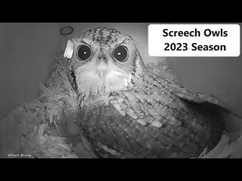 Screech Owl 2023 Nesting Season Begins!