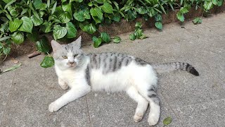 Cute Cat! 可爱的小猫咪 ｜广州烈士陵园｜2025年10月27日｜广州日常实拍
