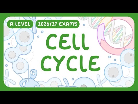 A-Level Biology - Cell Cycle - Interphase | Mitosis | Cytokinesis | Checkpoints (2026/27 exams)