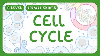 A-Level Biology - Cell Cycle - Interphase | Mitosis | Cytokinesis | Checkpoints (2026/27 exams)