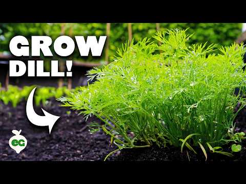 8 Basil Varieties You Might Not Know About