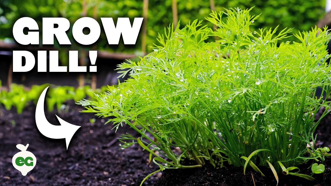 Dill: The Underrated Herb You're Not Growing (But Should Be)