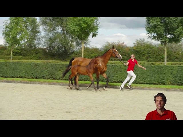 Caloubet van de Vennen Z