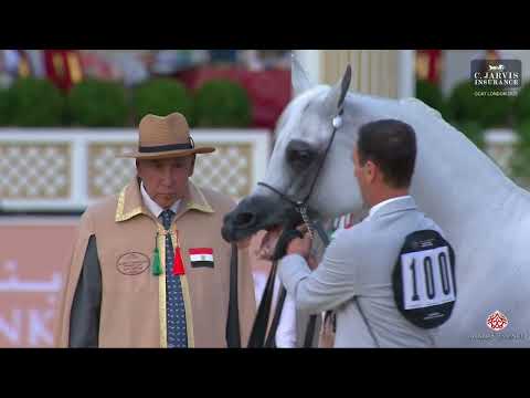 N 100 EQUIBORN K A    GCAT London 2025   Senior Stallions   Section B Class 6B