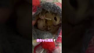 #sugarglider #癒し #可愛い #フクモモベビー #癒される #ペット #フクロモモンガ #エキゾチックアニマル #エゾモモンガ #ハムスター  プラチナから　真白い子が❣️