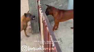 Download lagu BARUAK TAMVAN - KOMPILASI DUBBING #55 mp3 Download lagu BARUAK TAMVAN - KOMPILASI DUBBING #55 mp3