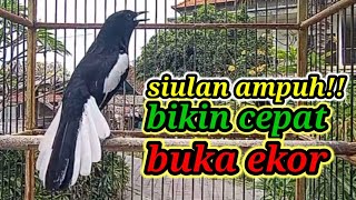 Download lagu suara burung kacer ngeplong merdu sangat ampuh buat pancingan kacer bahan bikin cepat gacor mp3 Download lagu suara burung kacer ngeplong merdu sangat ampuh buat pancingan kacer bahan bikin cepat gacor mp3