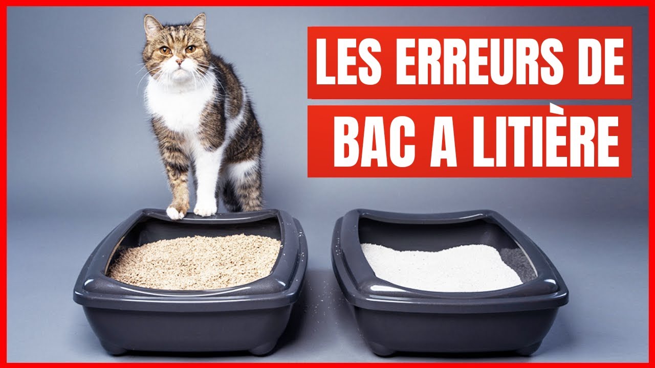 Vous installez MAL le bac à litière ! Les plus grosses erreurs !