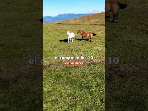 El campo de la Región de Aysén también tiene noticias. 🐑🌿