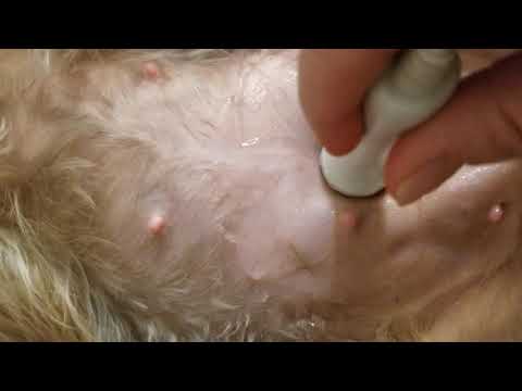 Confirmation of Hazel due 5/25/20