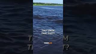 Joe Rogan On The TERRIFYING Hippopotamus🤯