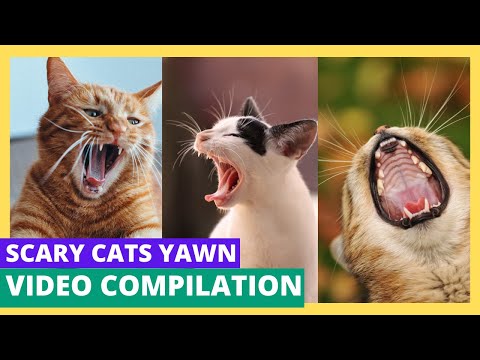 Cats are cute but can be scary when they yawn: Scary cats yawn compilation video with relax music