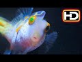 PUFF: WONDERS OF THE REEF Trailer (2021) | NETFLIX