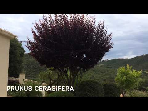Prunus cerasifera. Garden Center online Costa Brava - Girona.