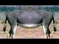 UKAMBU WA ING OI By Luma Musolo Official Video