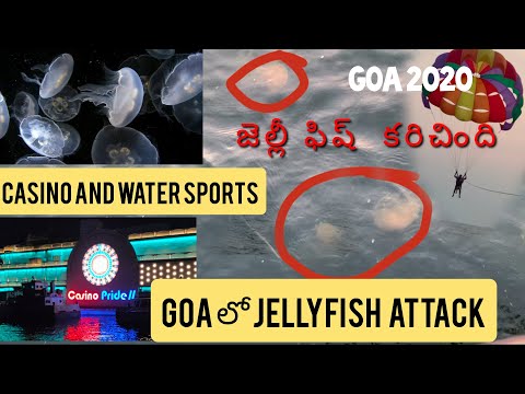 Goa | Baga Beach 🏖️ | Goa Casino | Jellyfish Attack | Telugu Traveller | Sreekar Andavarapu