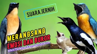 Download lagu TERBUKTI AMPUH, MERANGSANG EMOSI TLEDEKAN GUNUNG, SRDC DAN KACER mp3