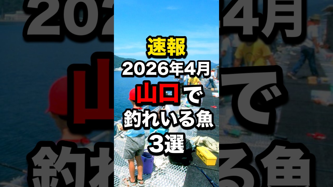 山口で釣れている魚3選#釣り #shorts
