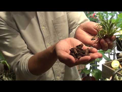 土を使わずに植物を植える: 私のティランジアが乾燥してしまうのはなぜですか?よくある4つの原因＋エアガールを復活させるにはどうすればいい？  庭園