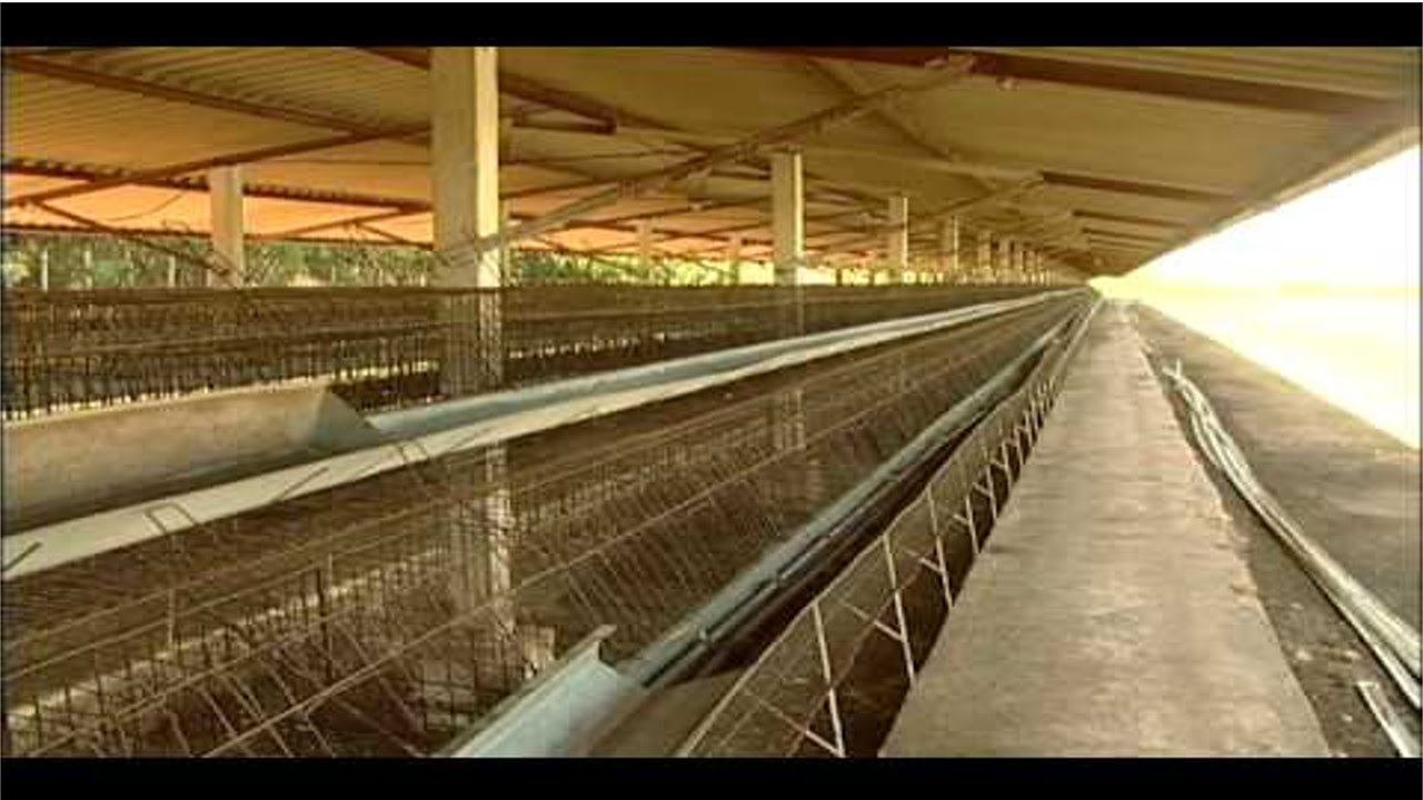 Galinhas Poedeiras - Manejo Sanitário - Cursos CPT