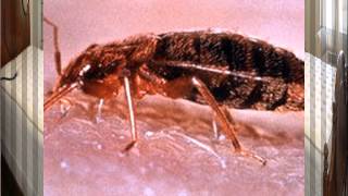 The Office Bedbugs Don't Take Them Home