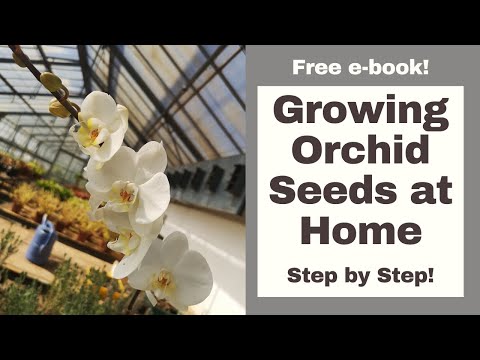 How to Grow Orchid Seeds at Home like a PRO
