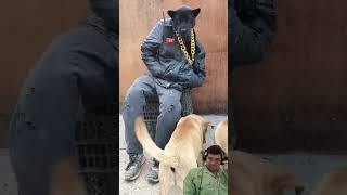 MOMENTOS DIVERTIDOS CON PERROS #4 #dogtricks #doglover #perrosgraciosos