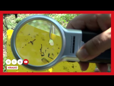 „Atomcsapás” ért egy magyar borvidéket – Teljes ültetvényeket kell kiirtani, ez maga a „pusztulat”