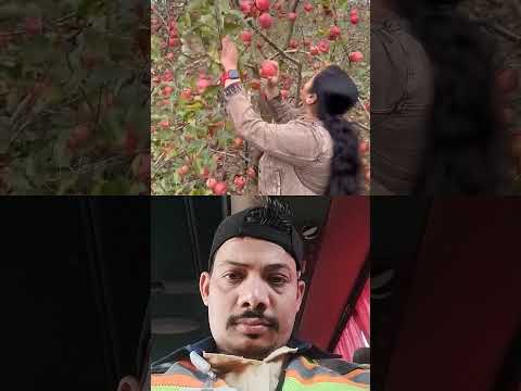 Himachal  Pradesh  me apple 🍏 farming #fruit #youtubeshorts #abhirajvishwakarma