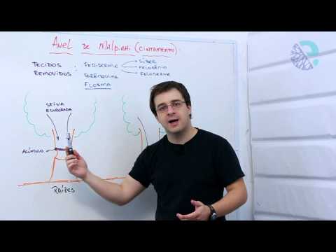 Ring of Malpighi (fence)