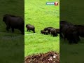 Shorts கேரளாவைச் சேர்ந்த மூணாறு பகுதியில
