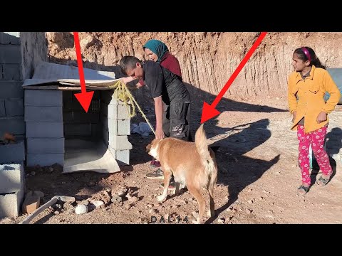 From Danger to Safety: Afsaneh Rescues a Pregnant Dog 🐶,, Her Kind Heart