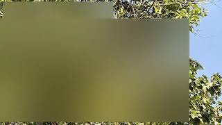 Download lagu Wild Sogon Lure Guaranteed to be Available in the Middle of the Day mp3