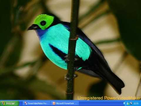 ELBA RAMALHO canta canta passarinho