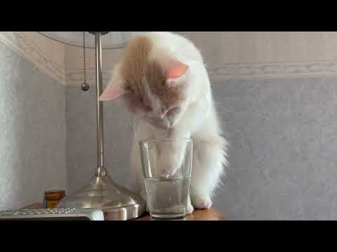 Living with Turkish Van cats #27   Playing with water