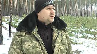 За зрублену ялинку порушнику загрожує штраф від 255 до 710 гривень