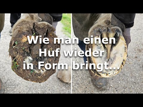 Wie man einen Huf wieder in Form bringt...
