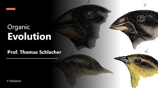 Evolution, Thomas Schlacher